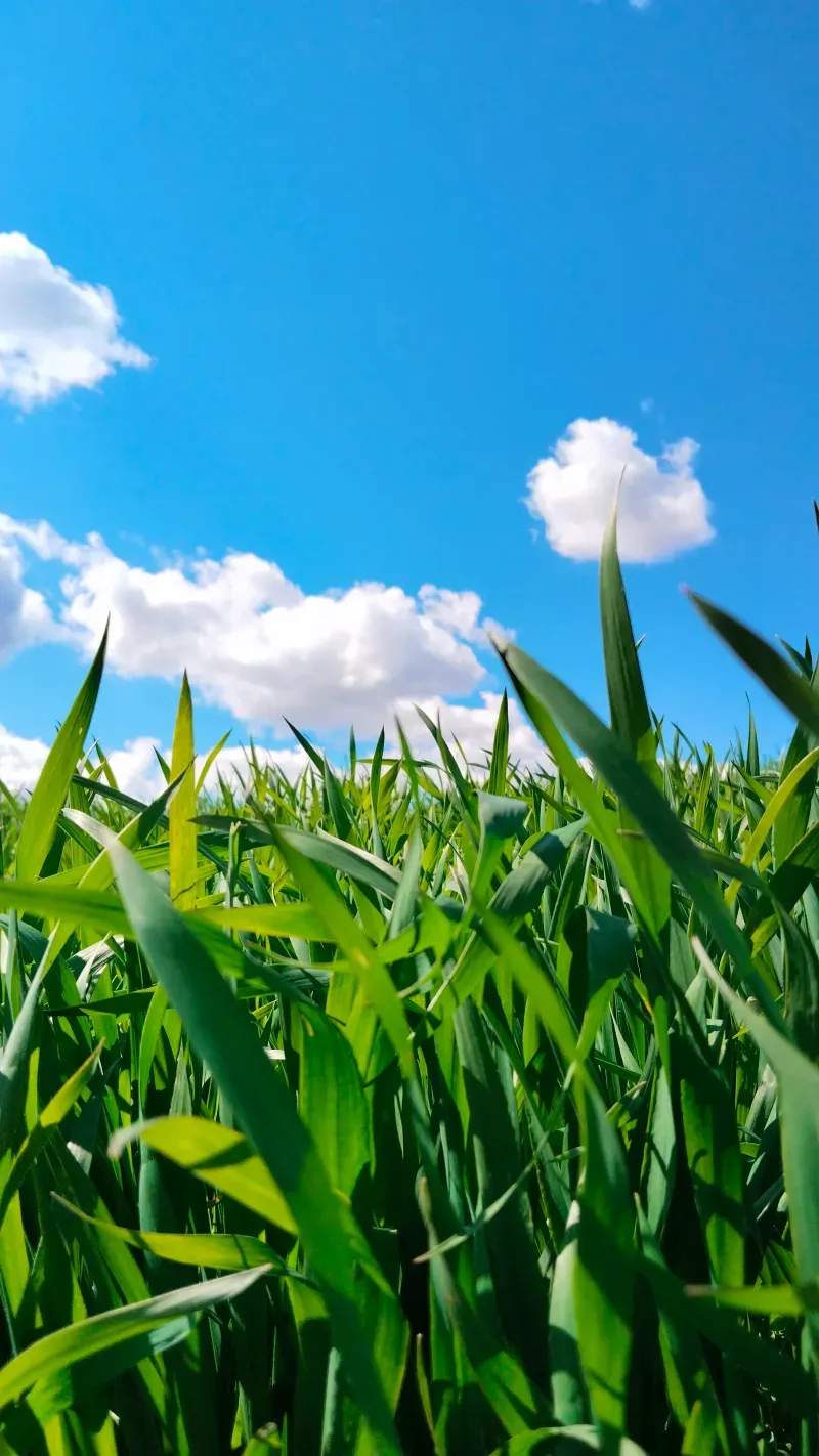 Mantenimiento básico de equipos y maquinaria agrícola